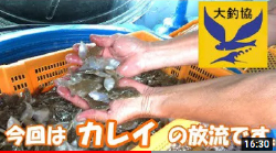 カレイ 2万匹放流